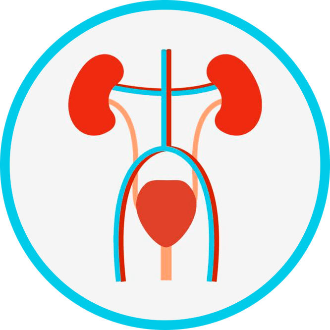 Anatomie des Urogenitalsystems.
