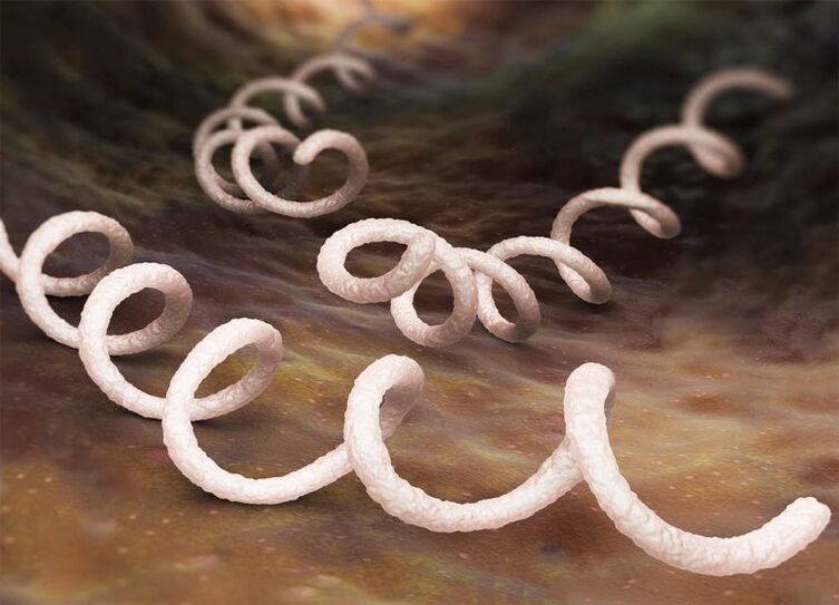 Treponema-Erreger der Prostatitis.
